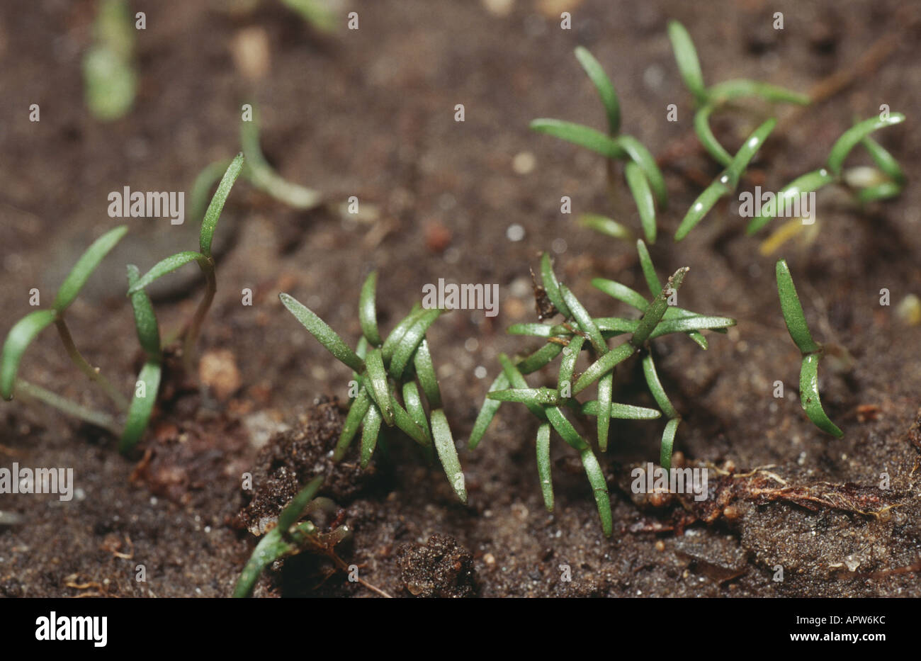 opium poppy (Papaver somniferum), seedlings Stock Photo 9066939 Alamy