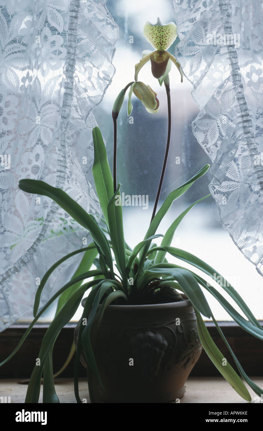 Paphiopedilum hybrid (Paphiopedilum Hybride), potted plant on a windowsill Stock Photo