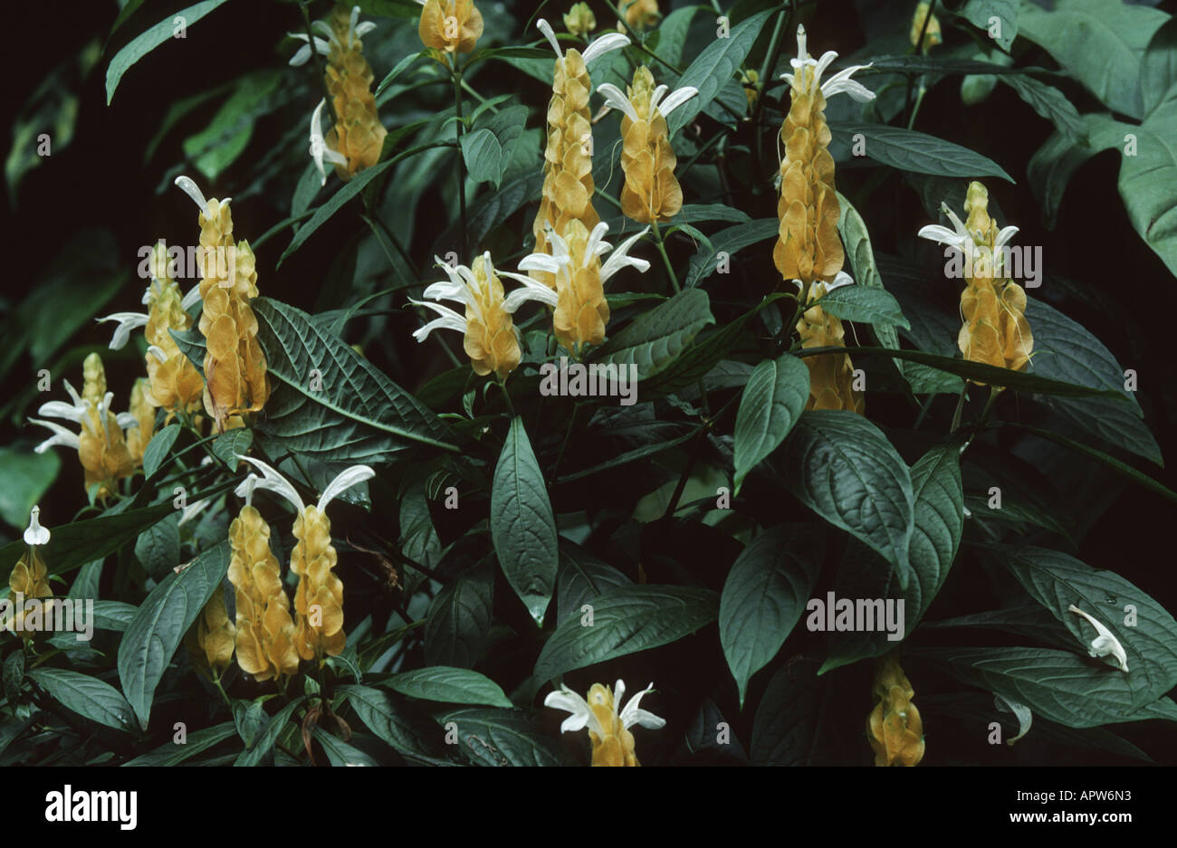 Golden Candle, Lollipop Plant, Golden Shrimp Plant (Pachystachys lutea), blooming with white coloured bracts and white flowers Stock Photo
