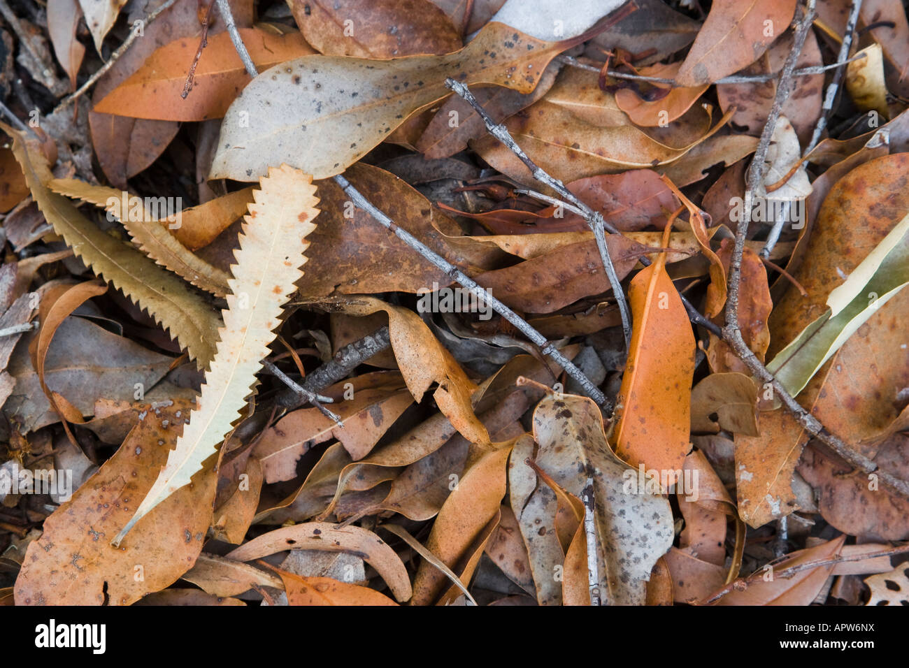 Leaf litter on the forest floor Stock Photo Alamy
