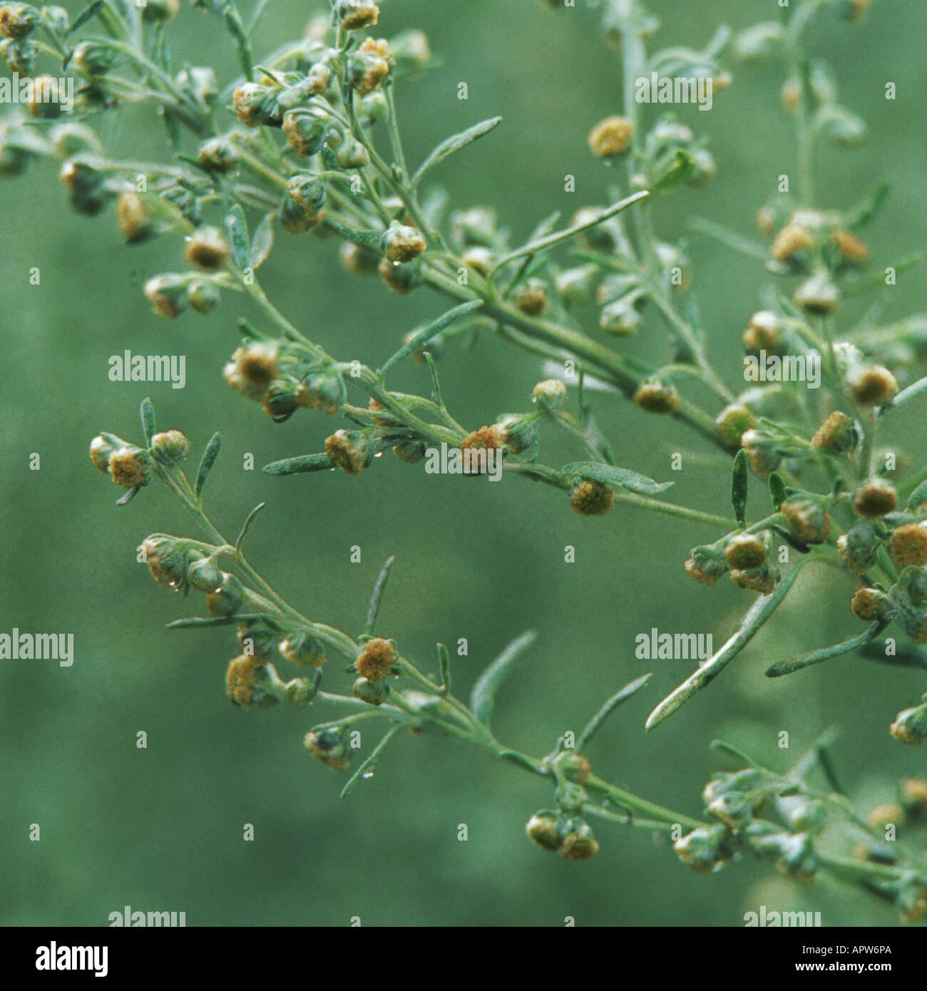 common wormwood, absinth wormwood, absinth sagewort (Artemisia absinthium), blooming Stock Photo