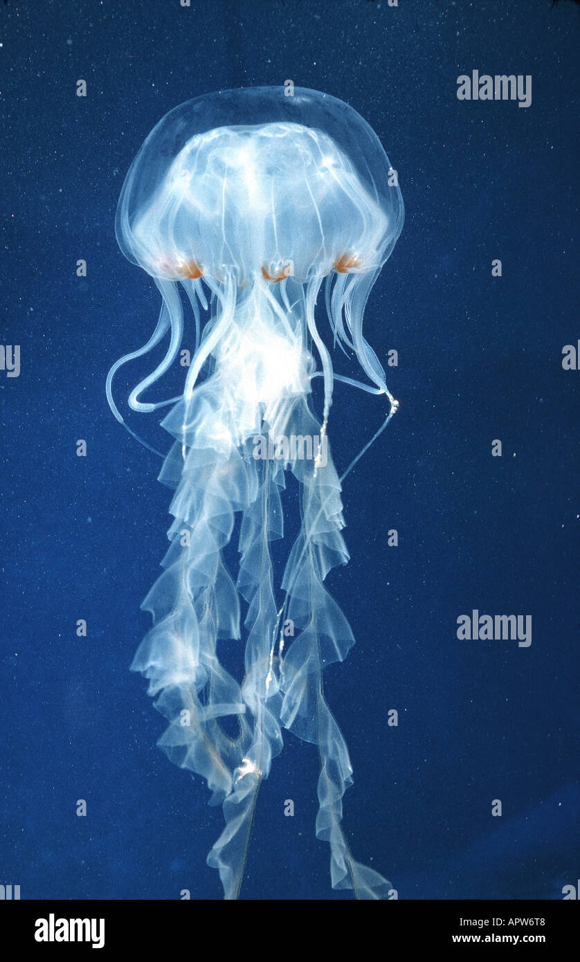 compass jellyfish, redbanded jellyfish (Chrysaora hysoscella