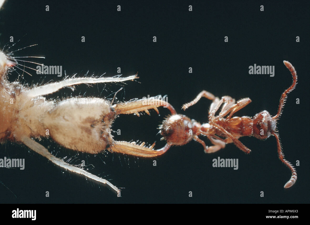 antlions (Myrmeleonidae), larva with captured ant Stock Photo