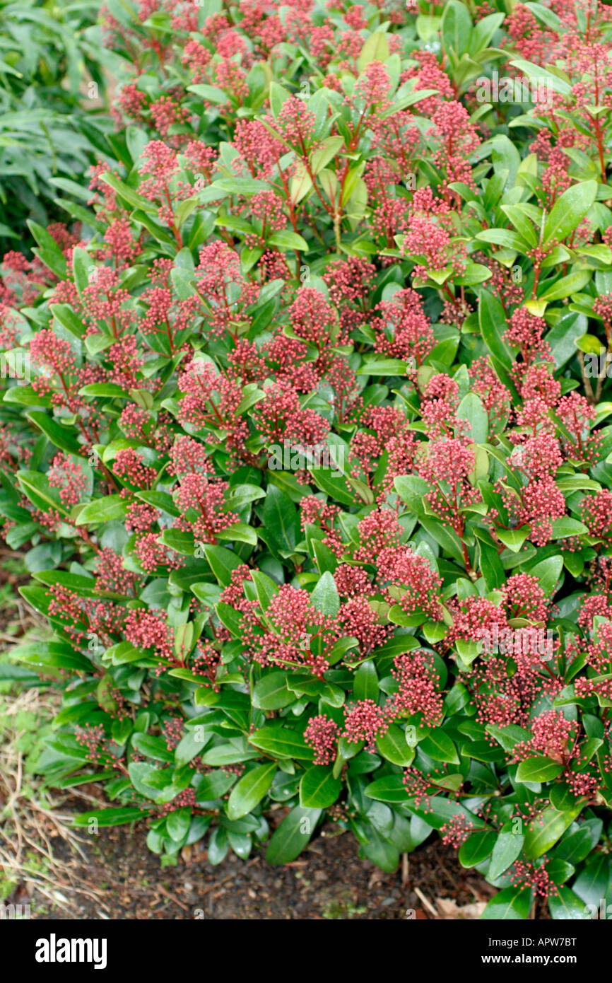 Skimmia japonica Rubella is a male clone with handsome dark red buds throughout winter Stock Photo
