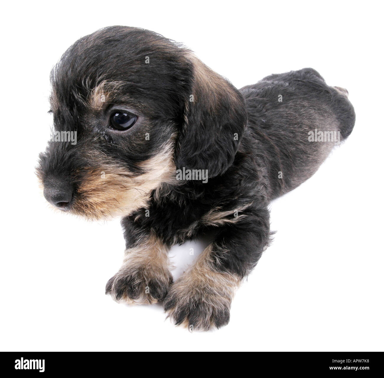 dachshund, sausage dog, domestic dog (Canis lupus f. familiaris), lying