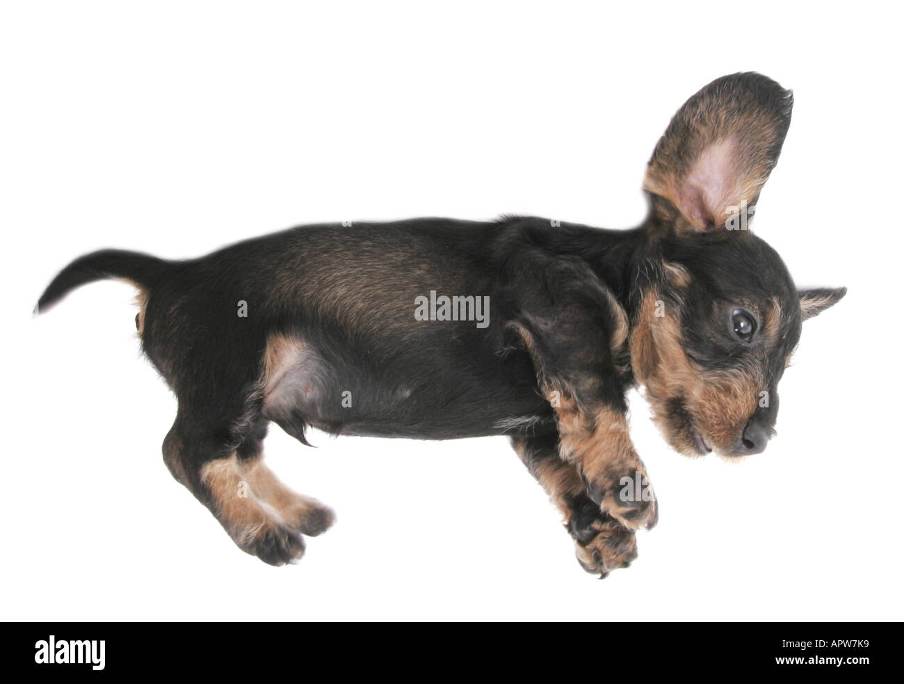 dachshund, sausage dog, domestic dog (Canis lupus f. familiaris), puppy