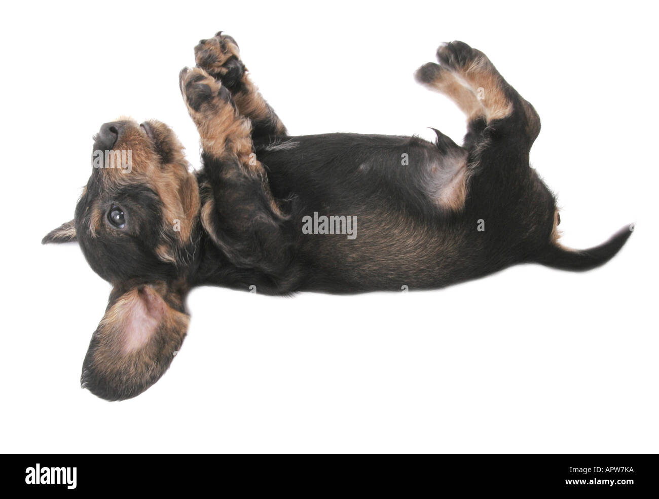 dachshund, sausage dog, domestic dog (Canis lupus f. familiaris), puppy