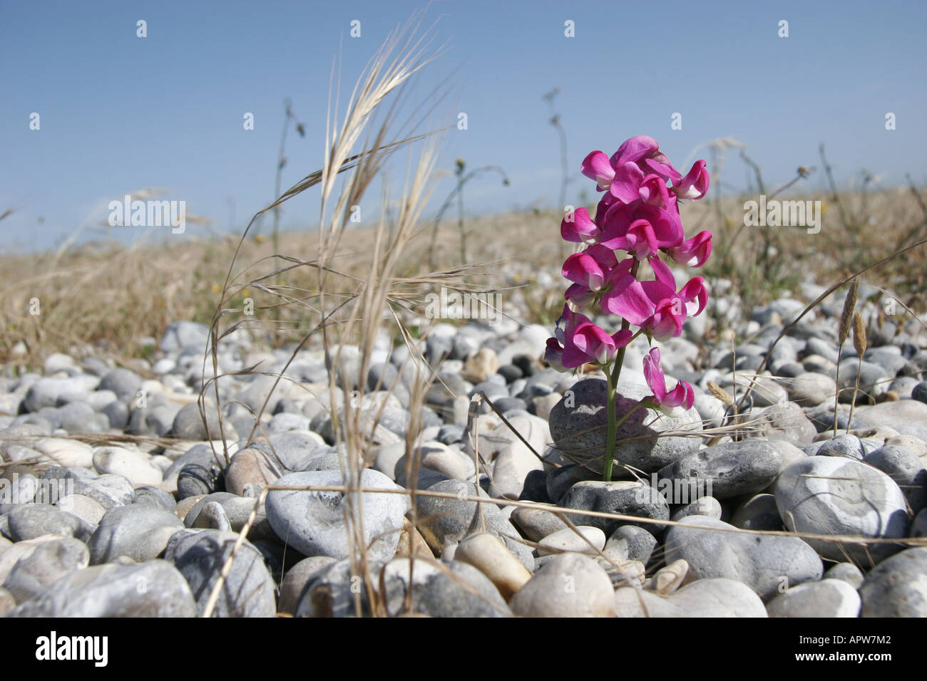 inflorescence of Lathyrus  plugged in pebbles, France, Picardie Lathyrus spec. Stock Photo