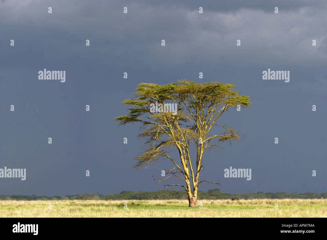 acacia (Acacia xanthophloea), single tree in front of thunderclouds, Kenya, Nakuru NP Stock Photo