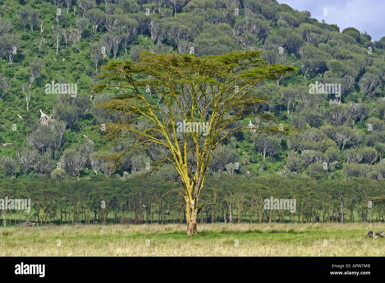 acacia (Acacia xanthophloea), single tree in front of candelabra-euphorbias, Kenya, Nakuru NP Stock Photo