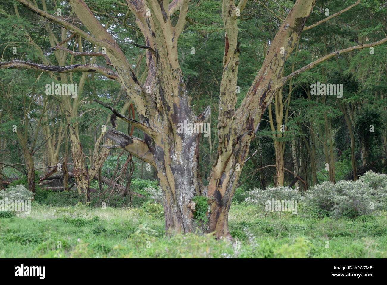 acacia (Acacia xanthophloea), single tree in the front of a gallery forest, Kenya, Nakuru NP Stock Photo