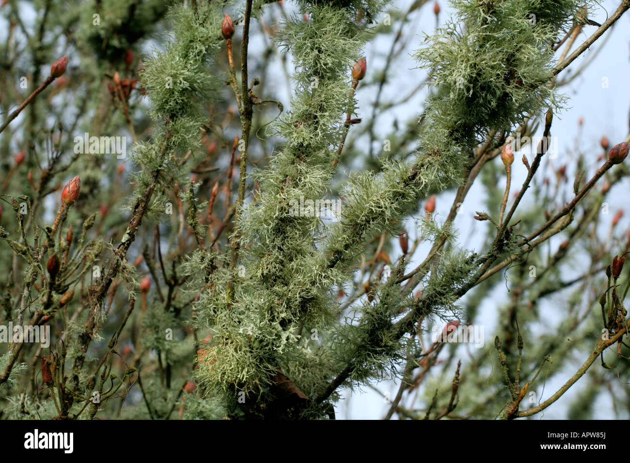 Lichen encrusted deciduous Rhododendron cultivar Stock Photo