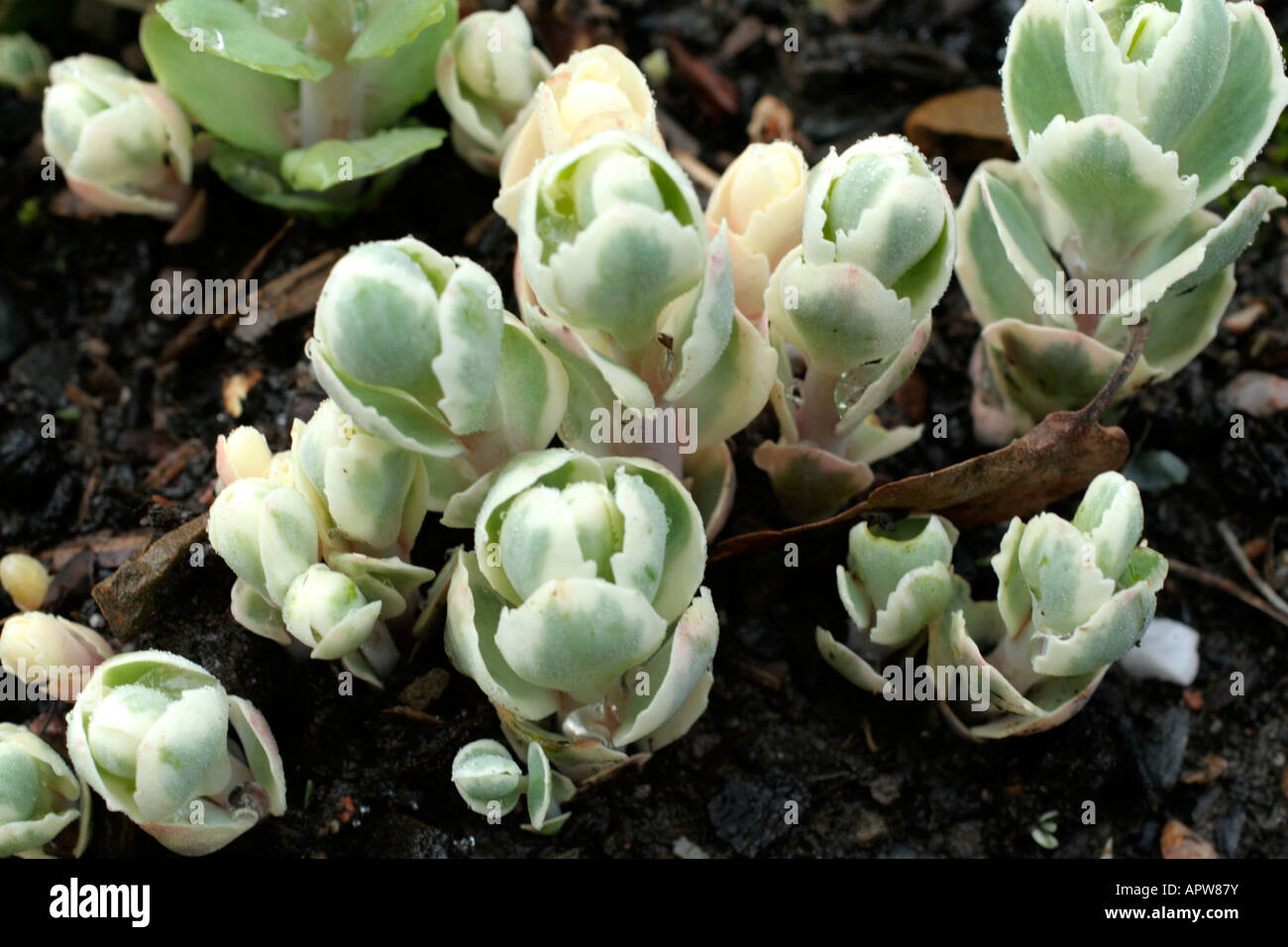 Sedum spectabile variegatum expanding buds also known as Sedum erythrostictum Mediovariegatum Stock Photo