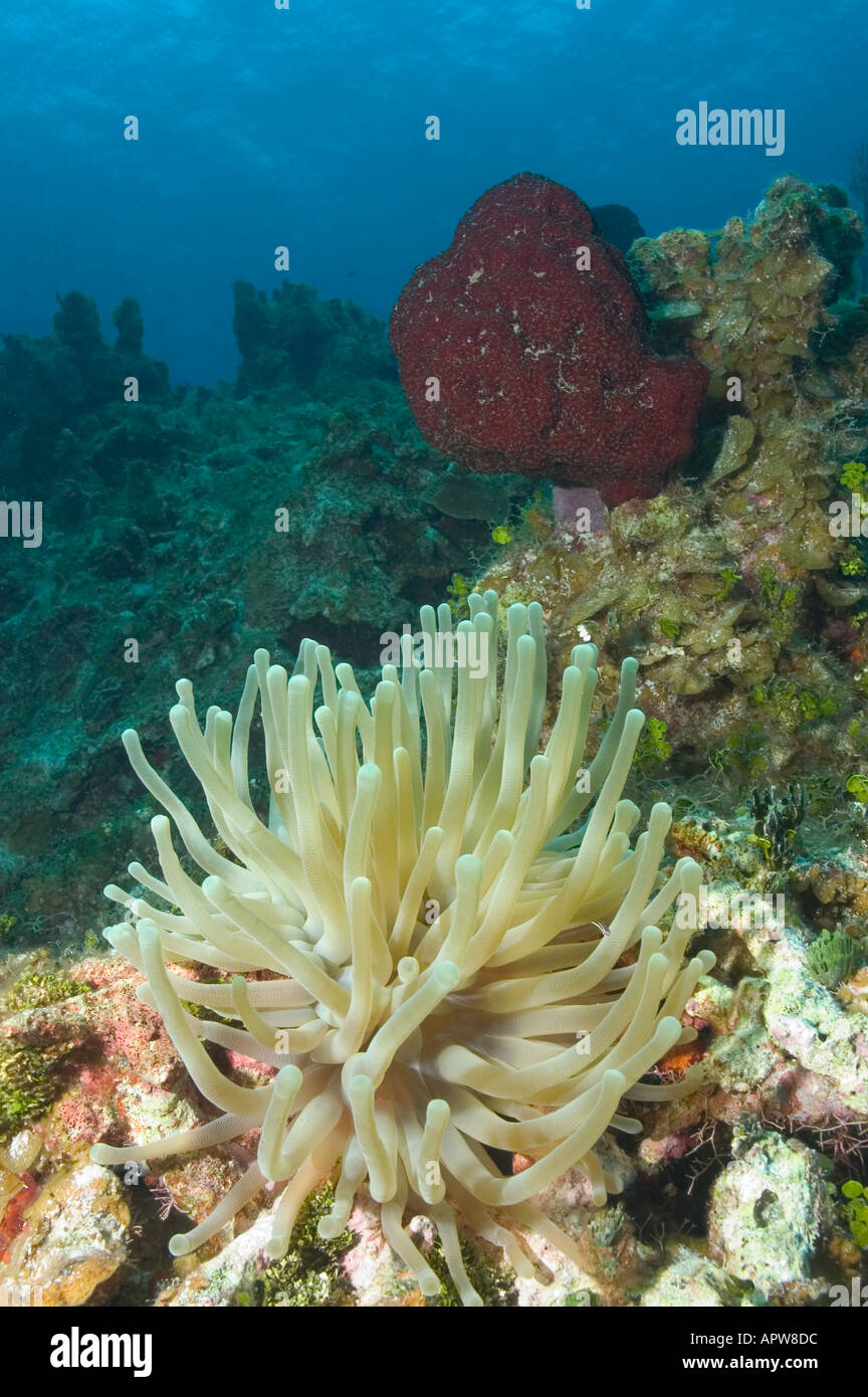 Giant Anemone and Strawberry Vase Sponge on the wall in Little Cayman Cayman Islands Stock Photo