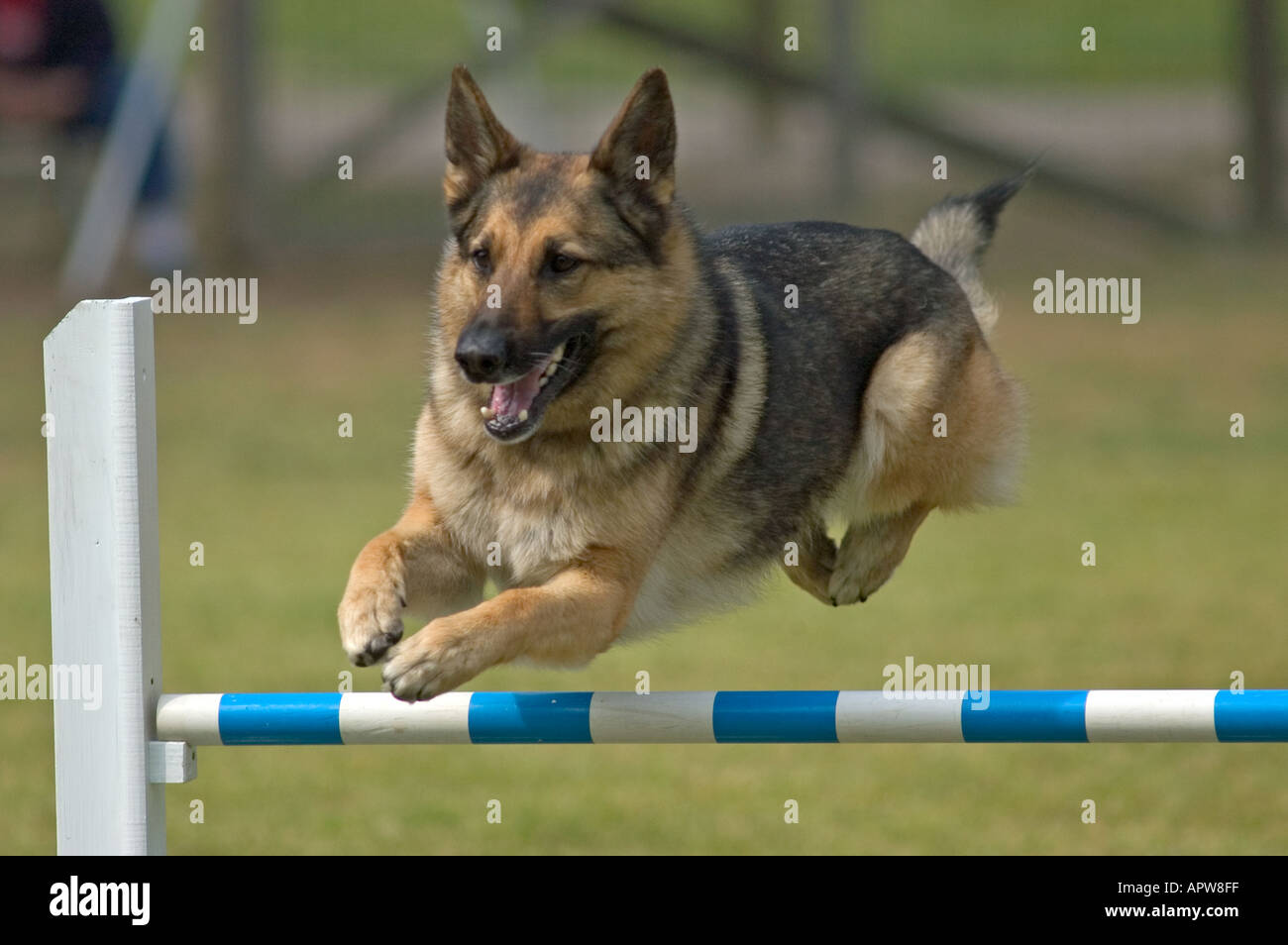 German shepherd jumping hires stock photography and images Alamy