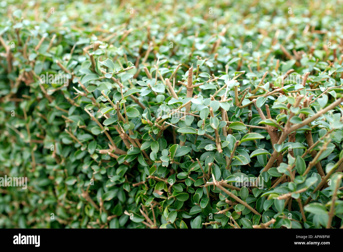 Ligustrum delavayanum hi-res stock photography and images - Alamy