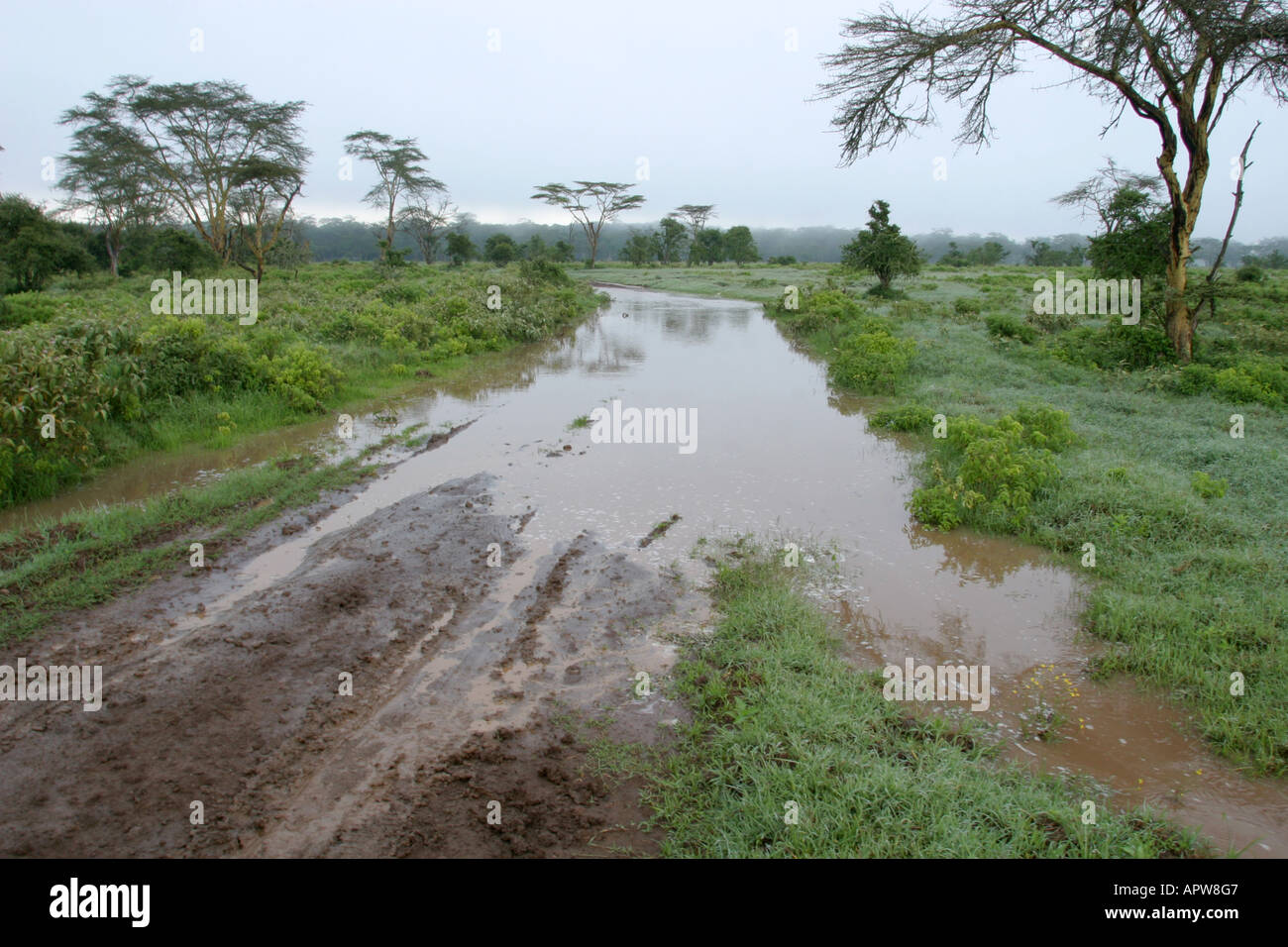 flooded road during rainy season, Kenya, Nakuru NP Stock Photo Alamy