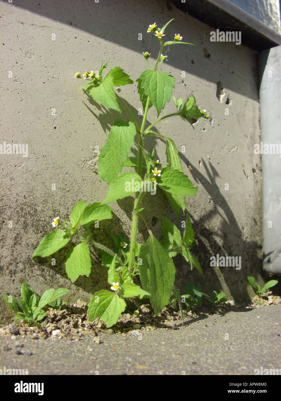 shaggy soldier, hairy galinsoga (Galinsoga ciliata), plant on a sidewalk at a building Stock Photo