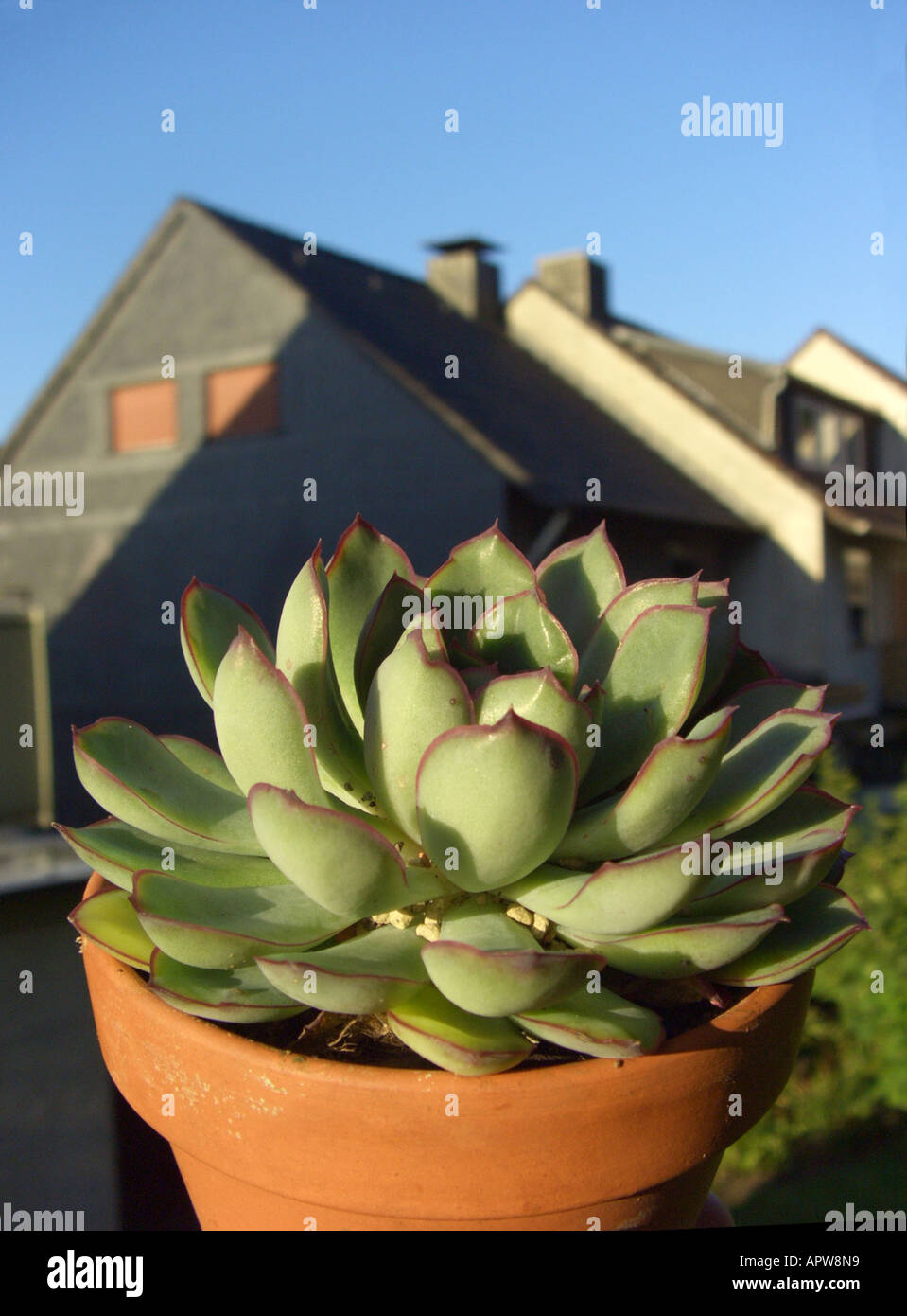 Hen and Chickens (Echeveria pulidonis), potted plant on a windowsill Stock Photo