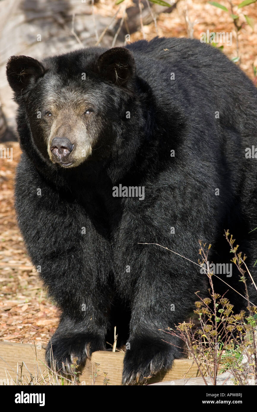 California black bear hi-res stock photography and images - Alamy