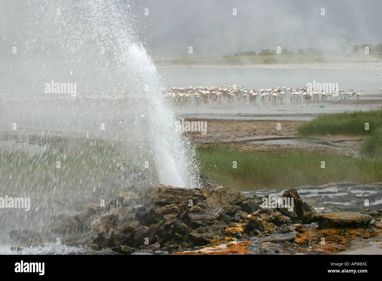 hot spring, geyser at lake Bogoria, Kenya Stock Photo Alamy