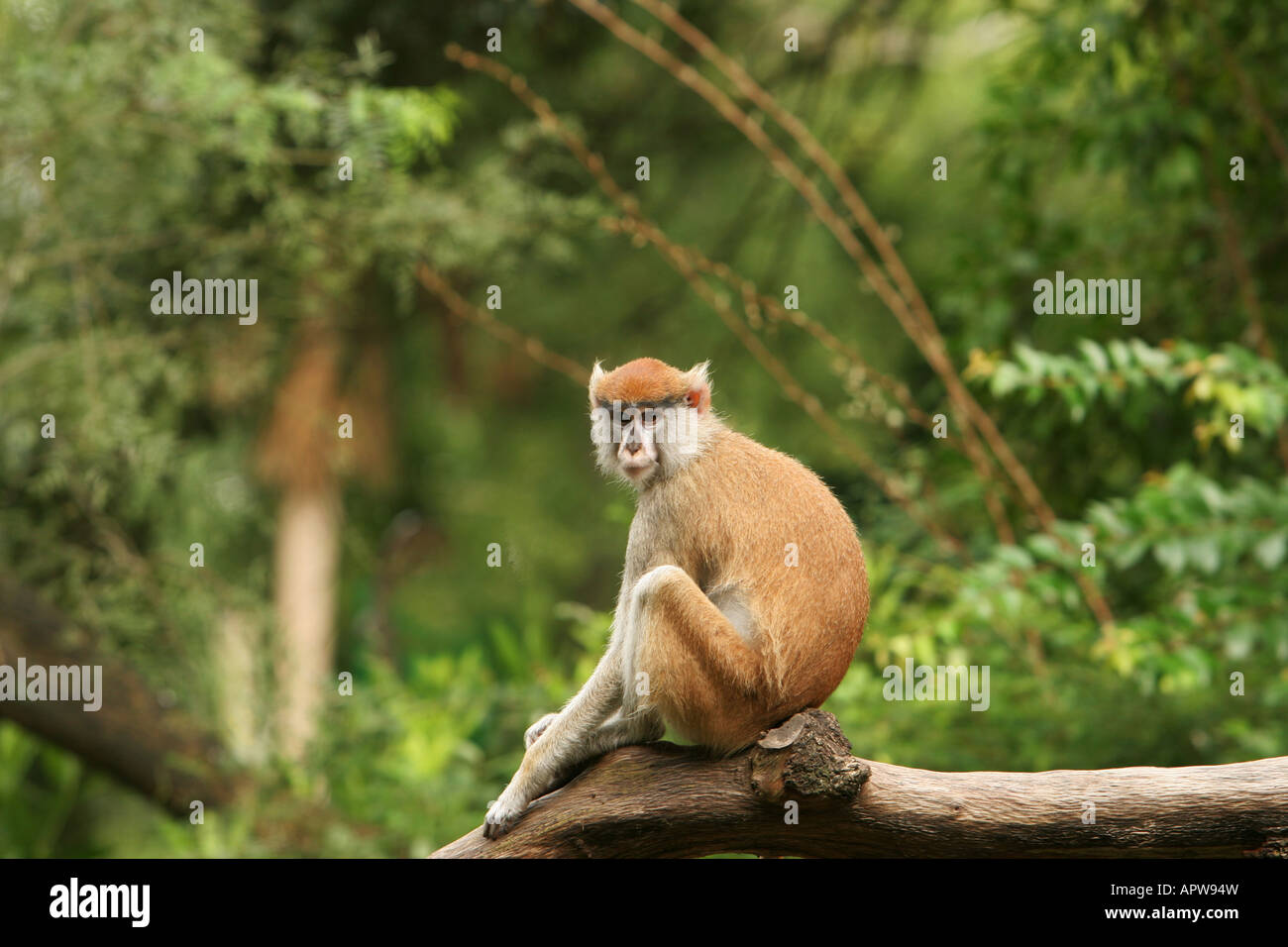 Long tail monkey on branch Stock Photo Alamy