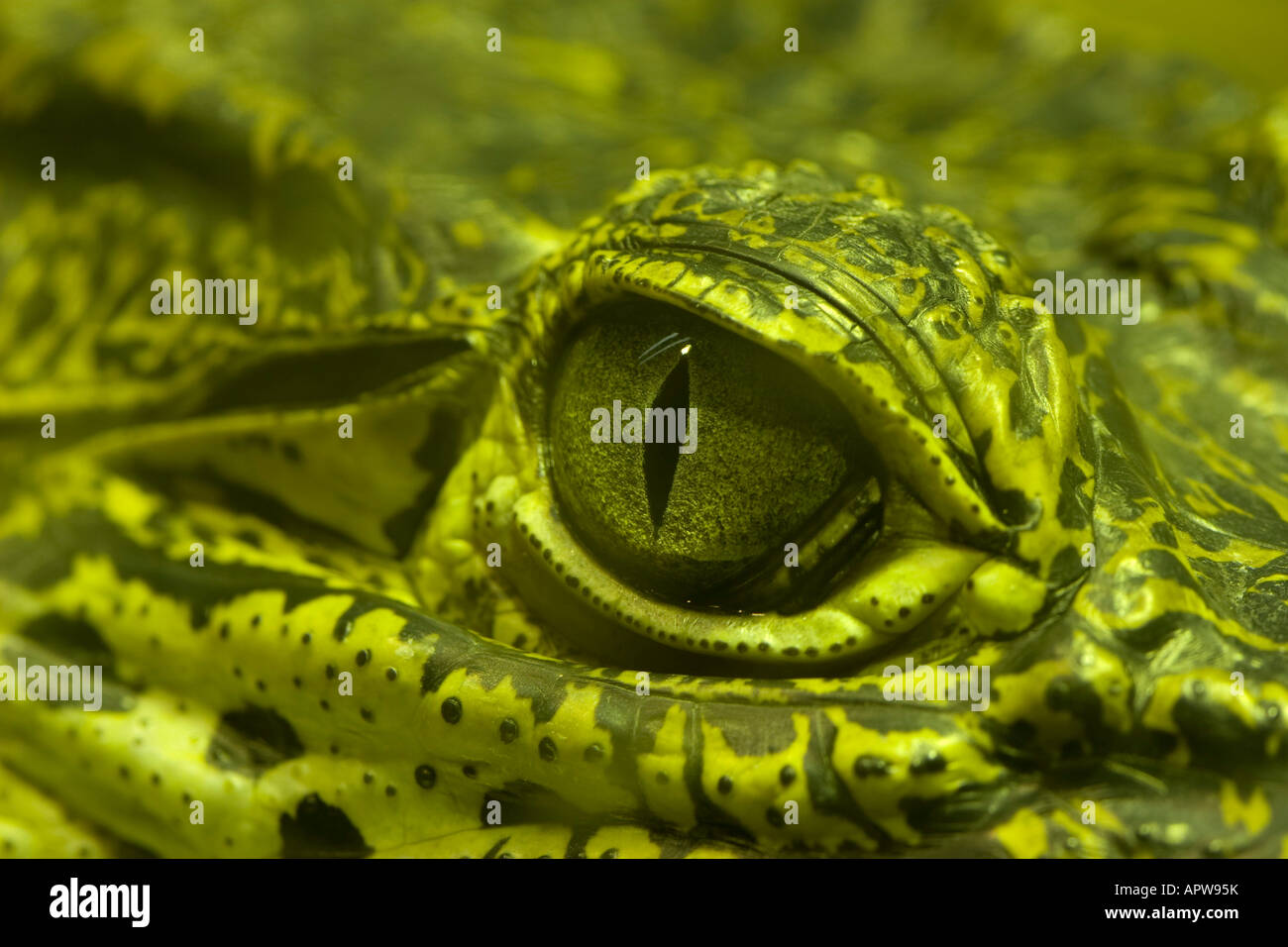 the eye of a green alligator Stock Photo
