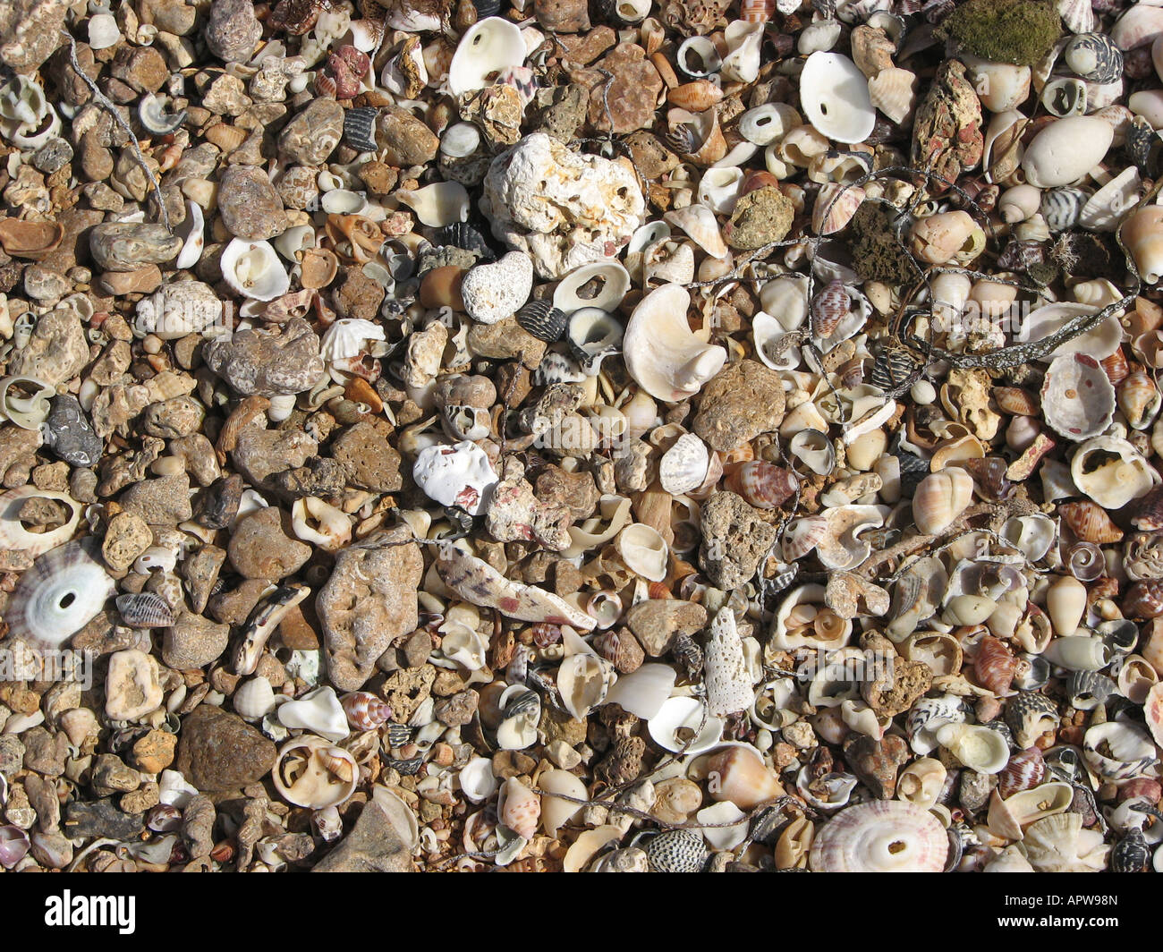 Environment marine hi-res stock photography and images - Alamy