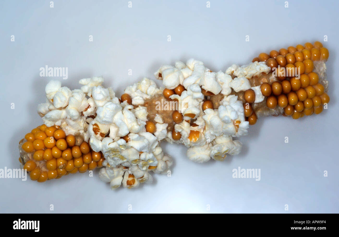 popcorn on the cob Stock Photo - Alamy