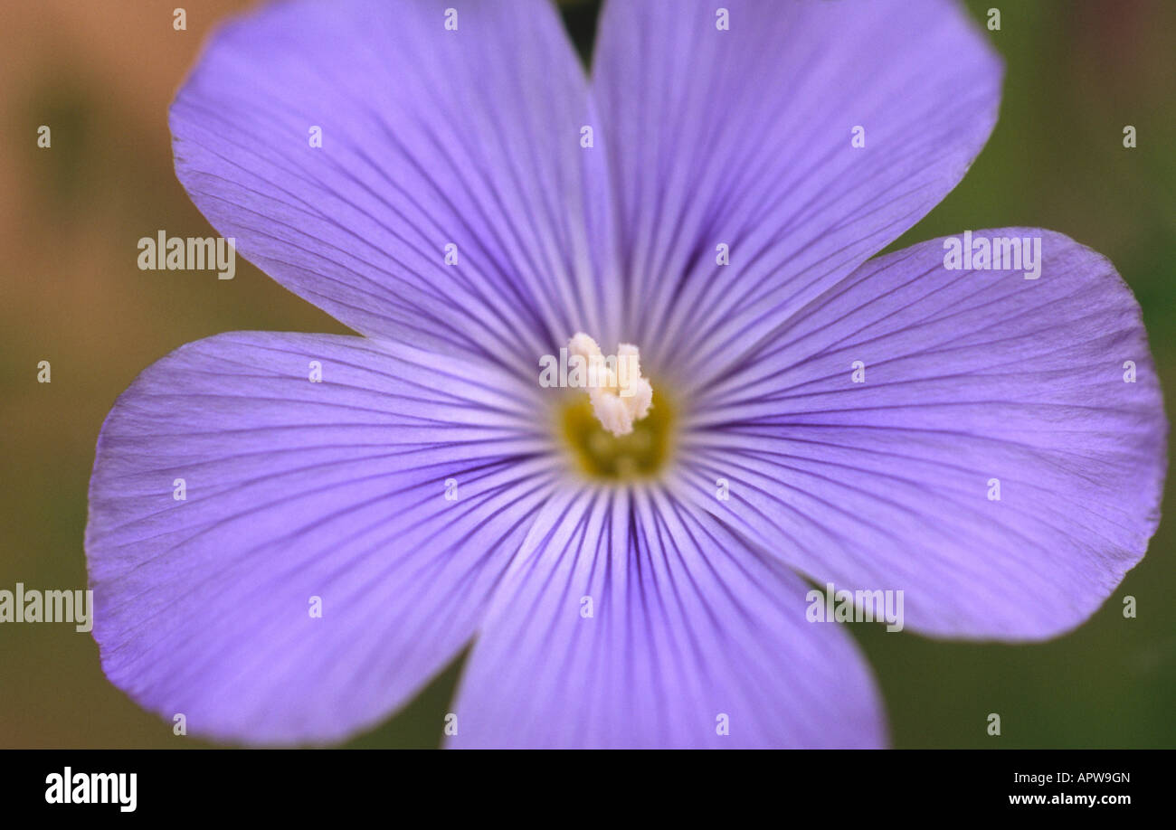 Blue purple striped flower hi-res stock photography and images - Alamy