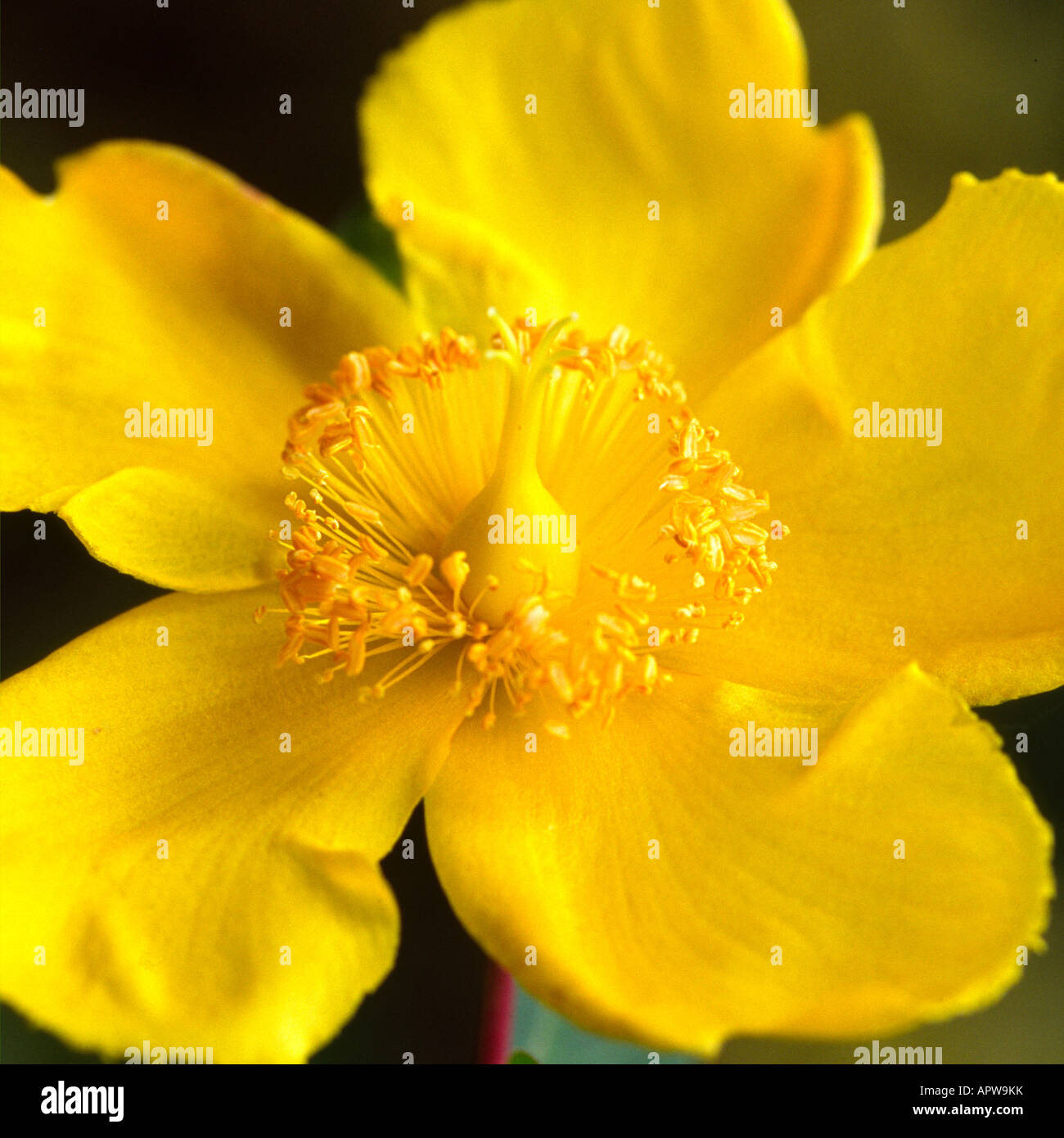 Flower of Tutsan (Hypericum androsaemum Stock Photo - Alamy