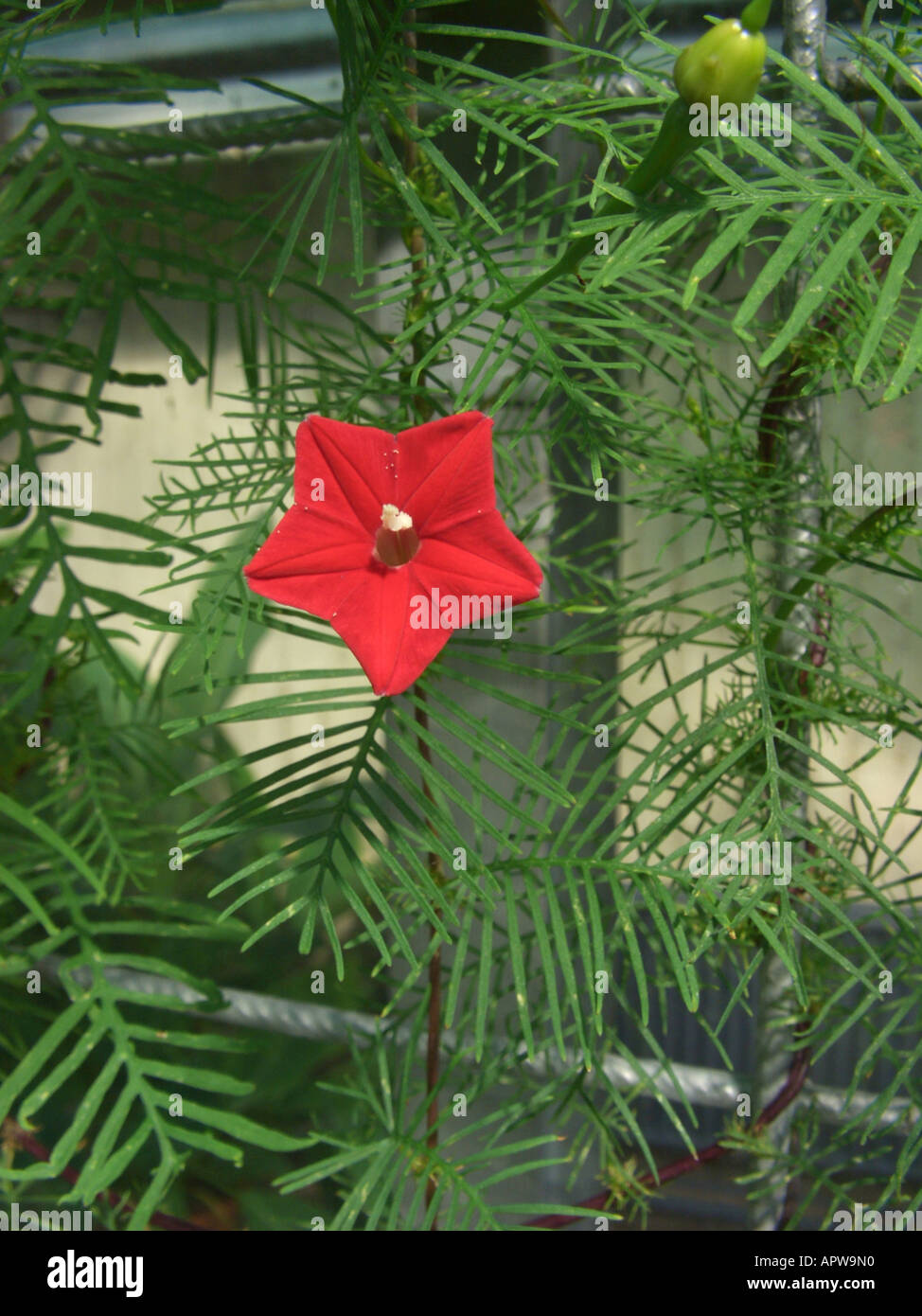 Cardinal Climber, Cypress Vine, Quamoclit, Cypressvine Morningglory, Hummingbird Vine, Star Glory (Ipomoea quamoclit), plant at Stock Photo