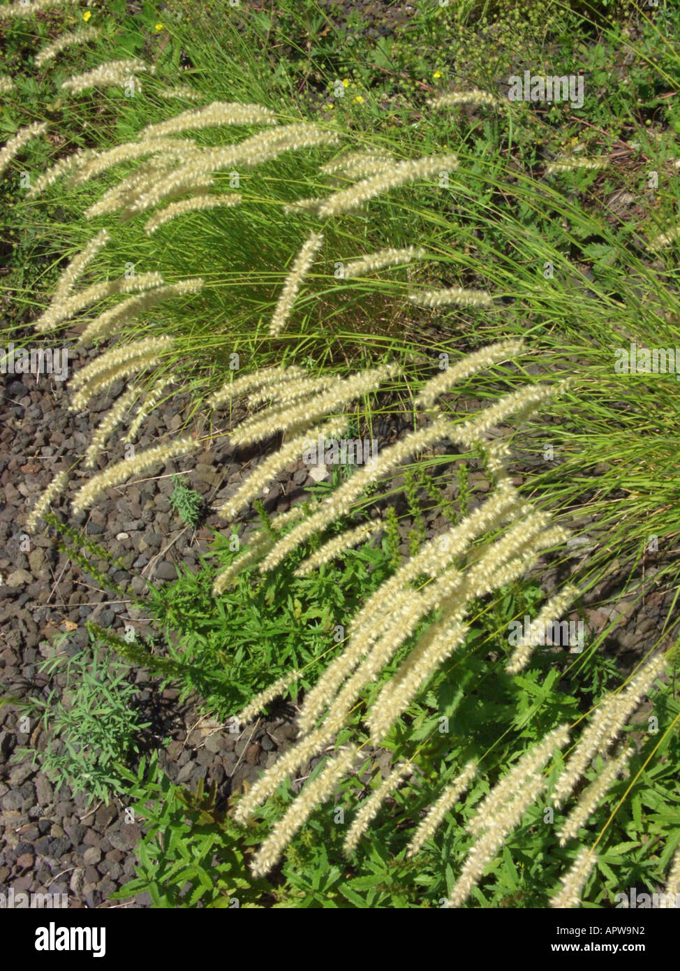 hairy melick (Melica ciliata), fruiting plants Stock Photo