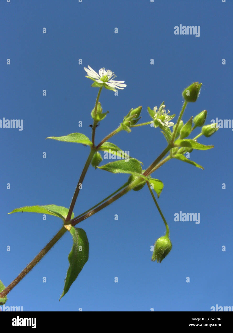 water chickweed, water starwort, giant-chickweed (Myosoton aquaticum, Stellaria aquatica), blooming against blue sky Stock Photo