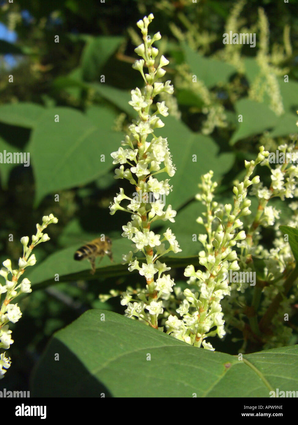 Japanese knotweed fallopia japonica flowering hi-res stock photography ...