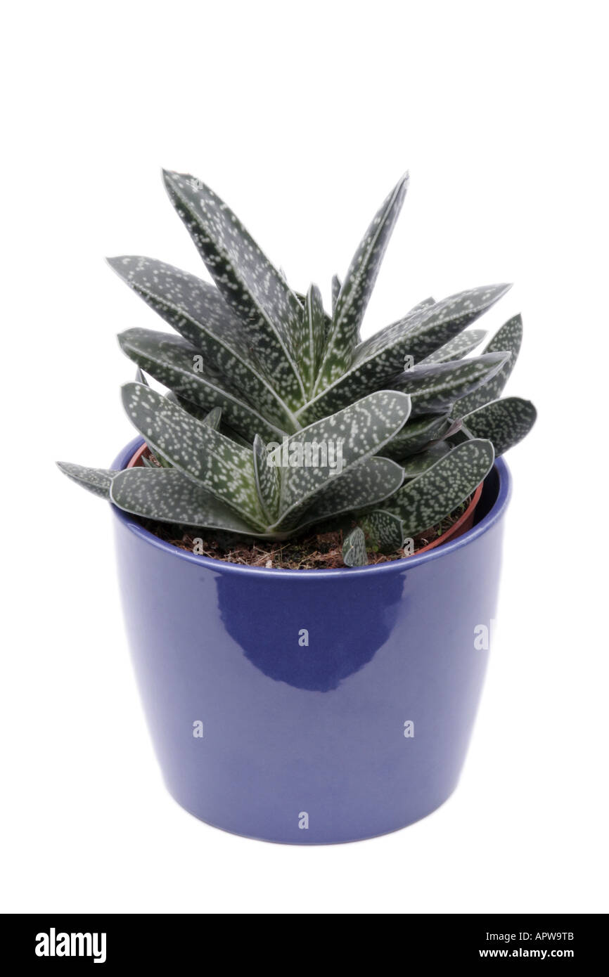 Gasteria caespitosa (Gasteria bicolor, gasteria caespitosa), plant in blue pot Stock Photo