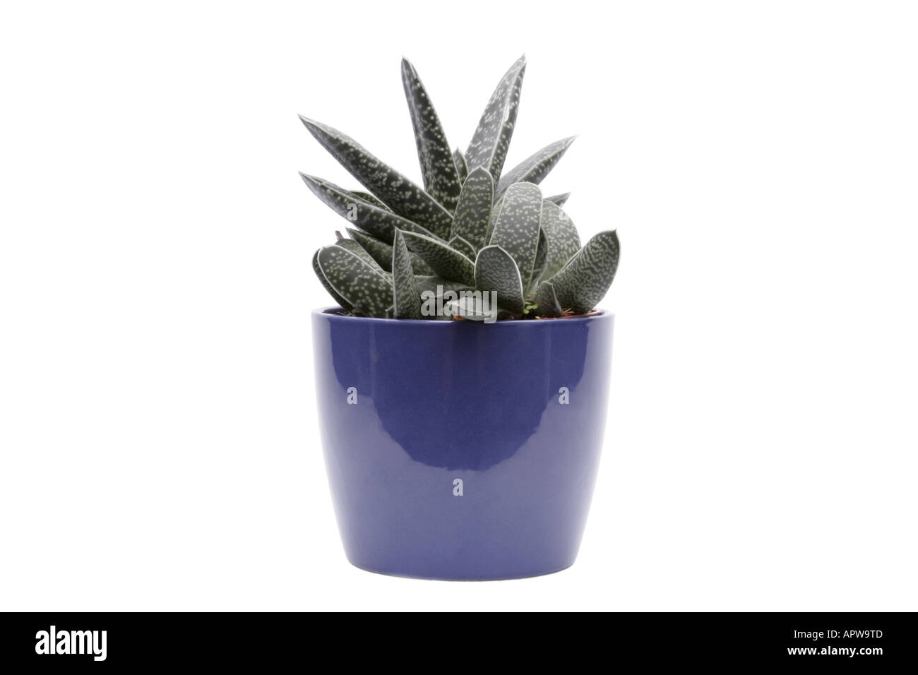 Gasteria caespitosa (Gasteria bicolor, gasteria caespitosa), plant in blue pot Stock Photo