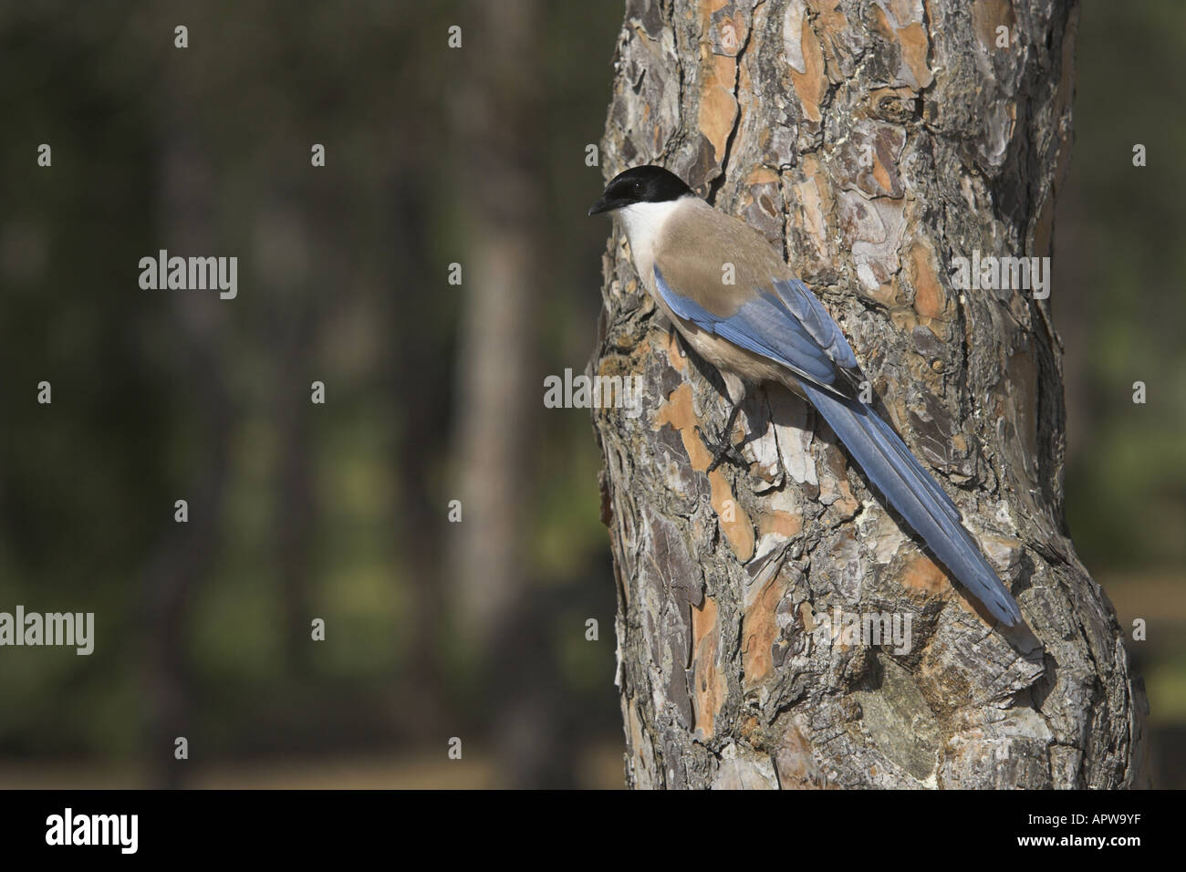 azure-winged magpie (Cyanopica cyana), azure-winged magpie sitting at the trunk of a pine tree, Spain, Andalusia Stock Photo