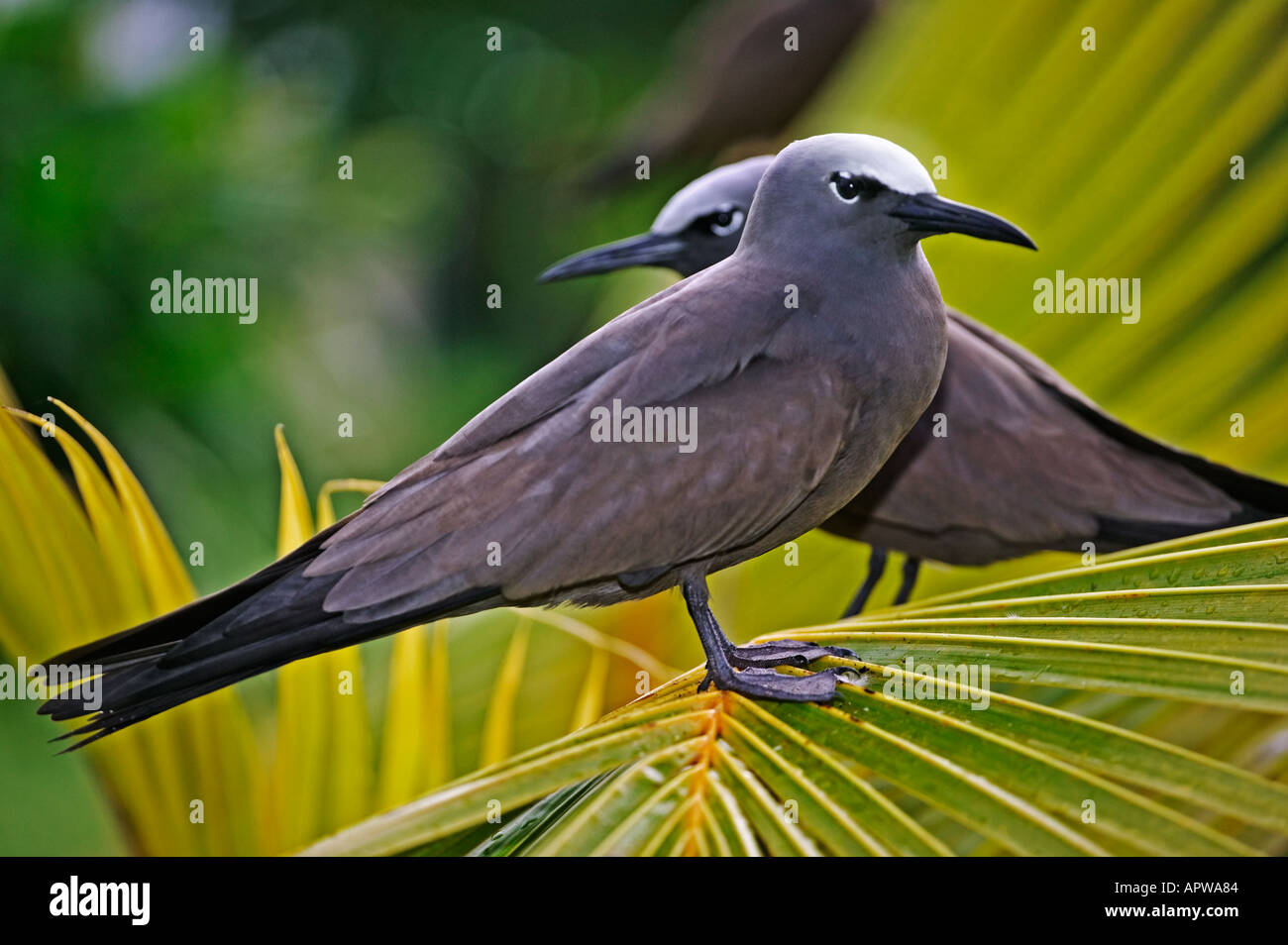 Common noddy tern Anous stolidus Seychelles Dist Tropical islands and oceans worldwide Stock Photo