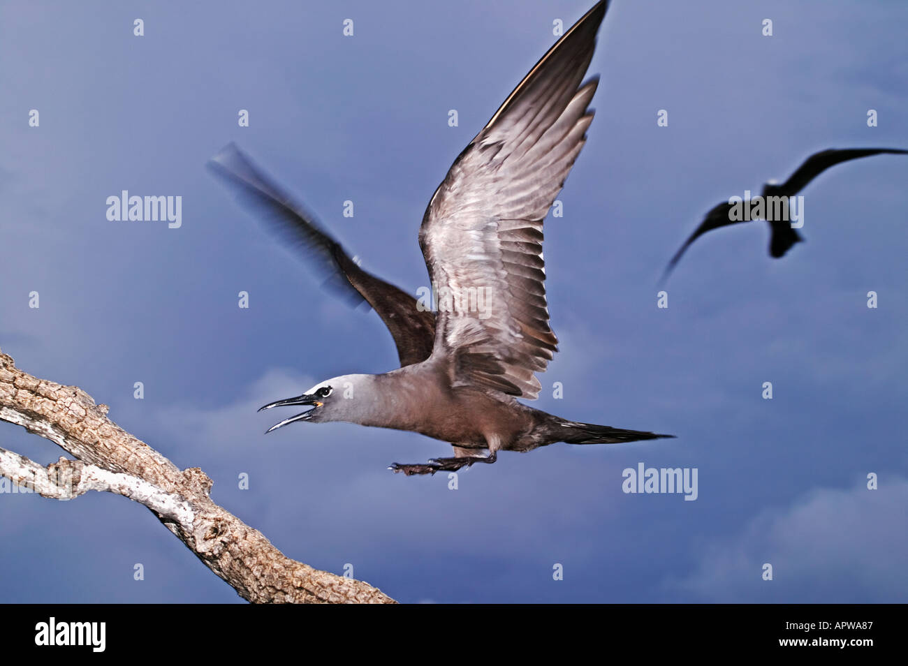 Common noddy tern Anous stolidus Coming into land at nesting site Seychelles Dist Tropical islands and oceans worldwide Stock Photo