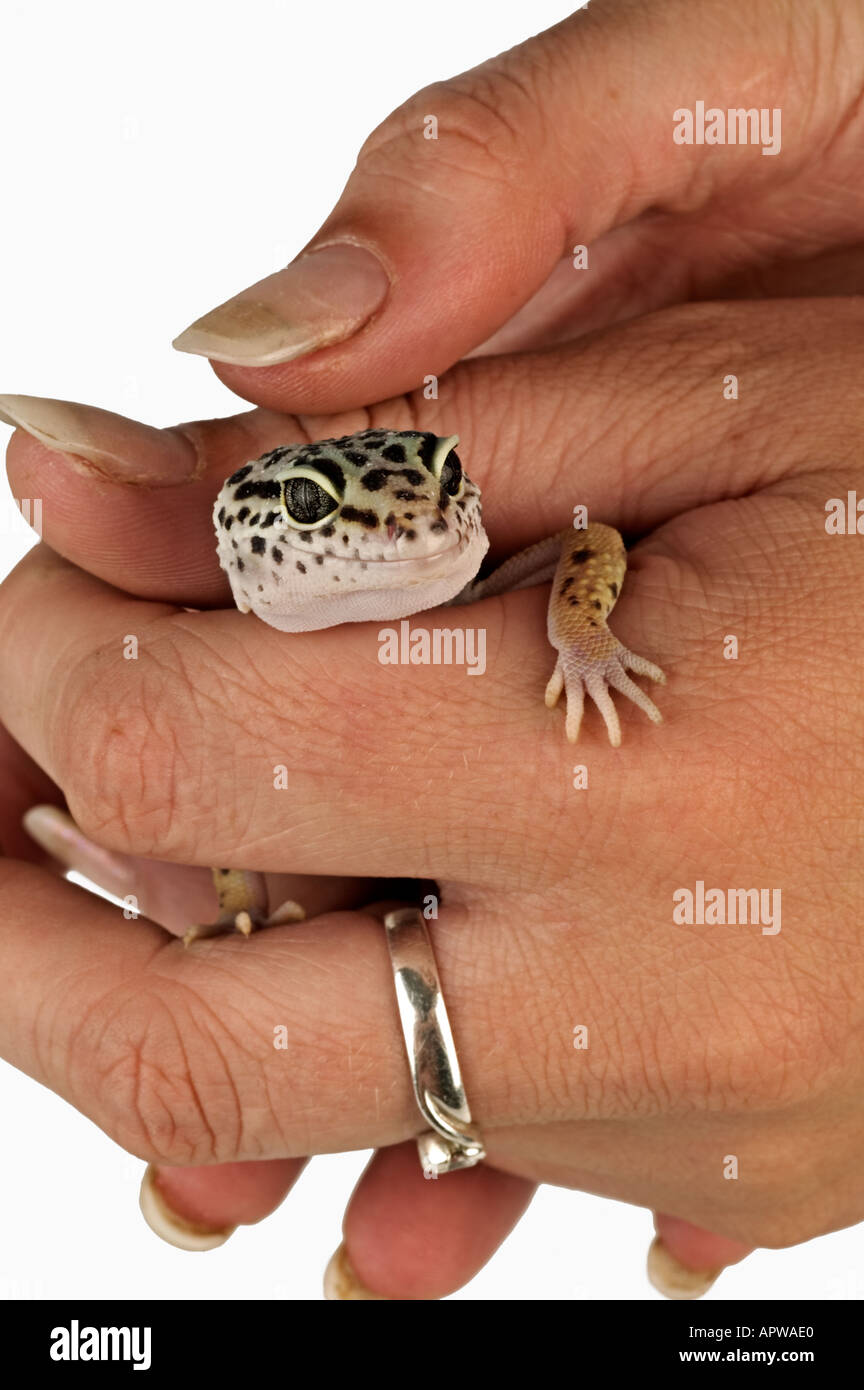 Leopard Gecko Eublepharis macularius Pet being held in owners hand Dist Asia India Iraq Afghanistan Pakistan Stock Photo