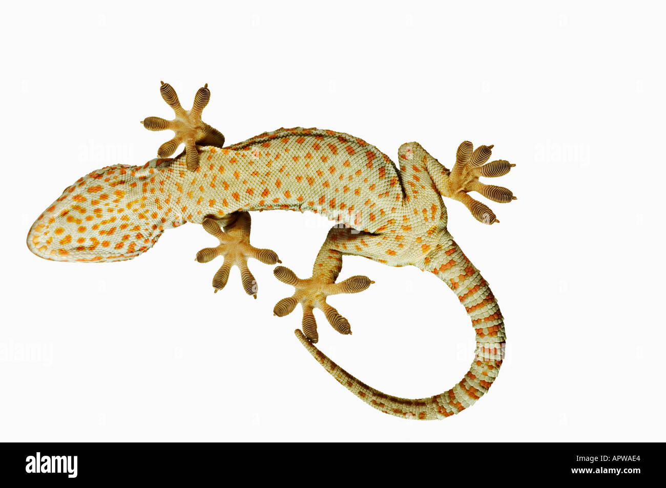https://c8.alamy.com/comp/APWAE4/tokay-gecko-gekko-gecko-view-from-below-showing-specially-adapted-APWAE4.jpg