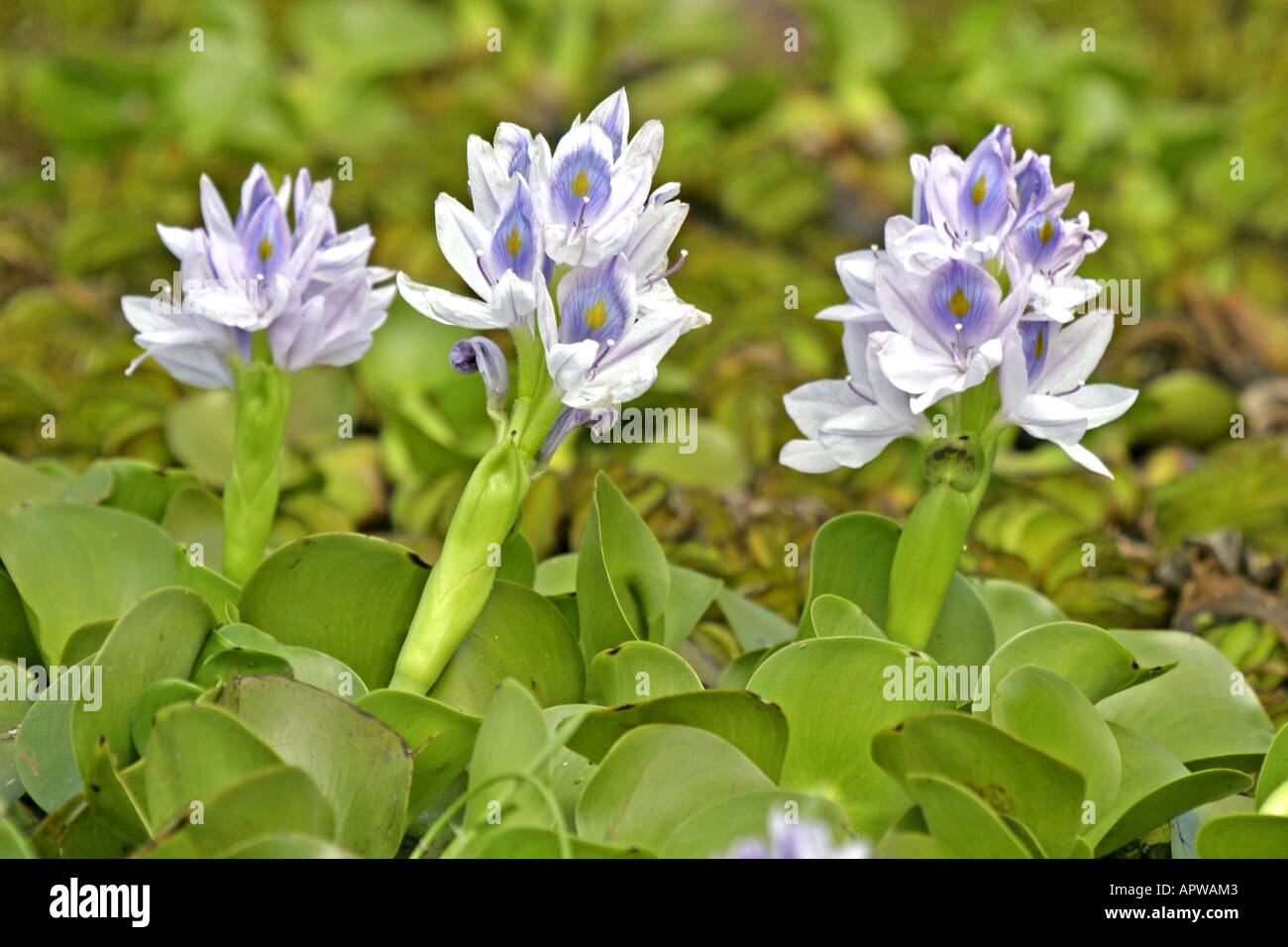 waterhyacinth, common water-hyacinth (Eichhornia crassipes), blooming, Kenya Stock Photo