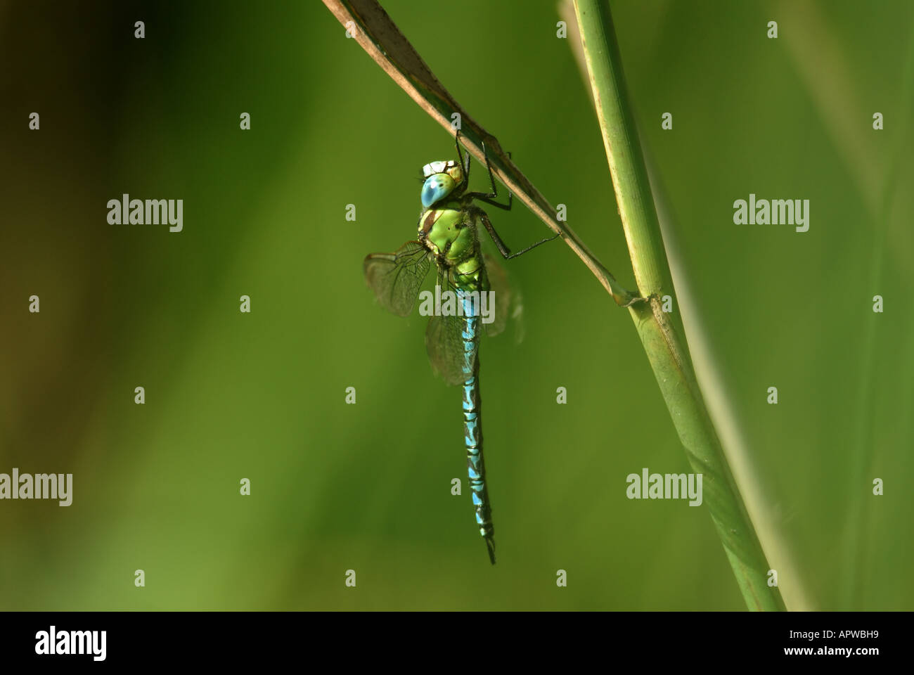 Male Green Hawker (Aeshna viridis). Stock Photo