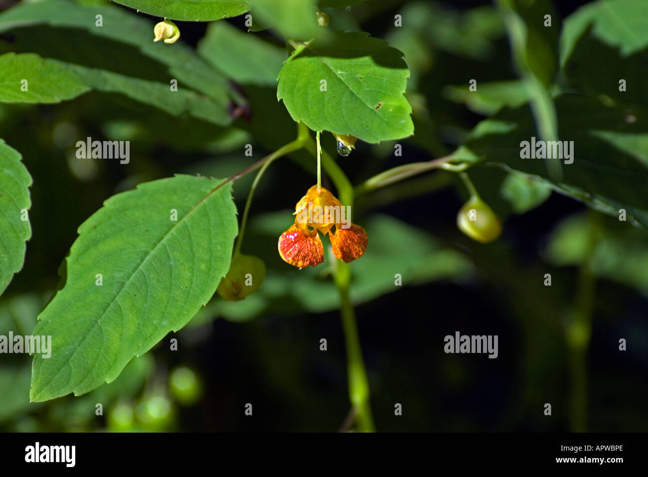 Jewelweed aka Spotted Touch Me Not Stock Photo