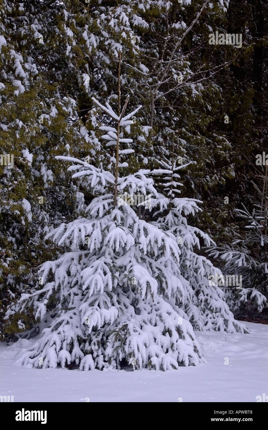 Snow covered fir tree hi-res stock photography and images - Alamy