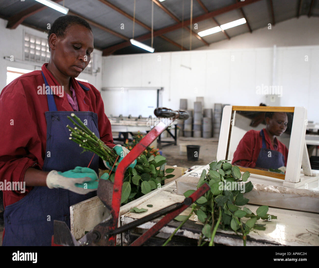 Kenyan woman packing roses for export to Europe, Naivasha, Kenya, Africa Stock Photo