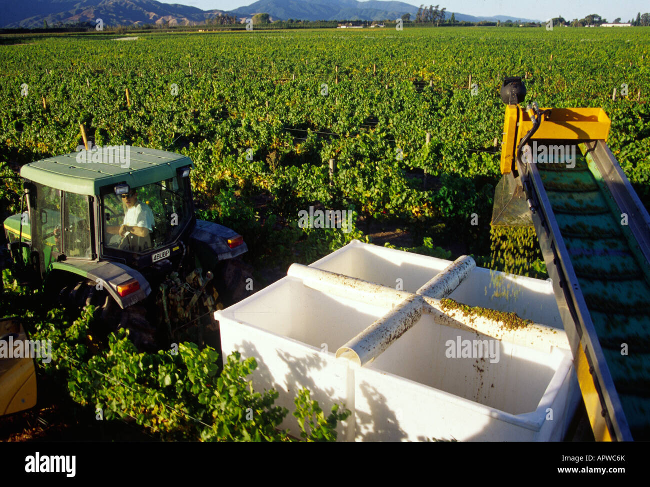 NZ, wine harvest Stock Photo