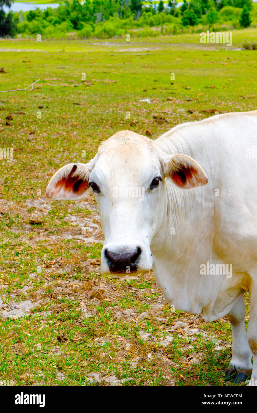 White Cow in Field Stock Photo - Alamy