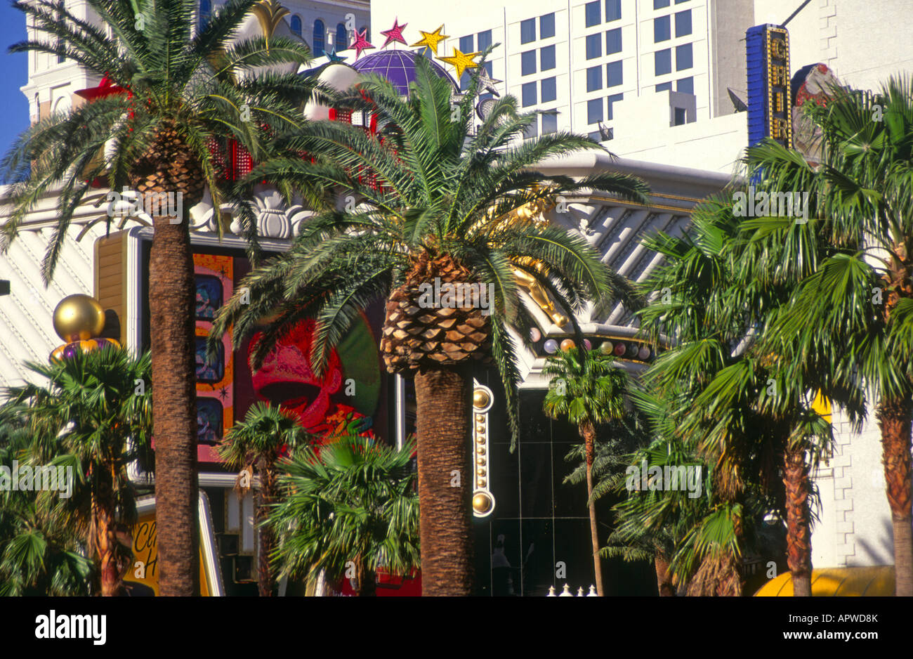 Palm trees Las Vegas, USA Stock Photo Alamy